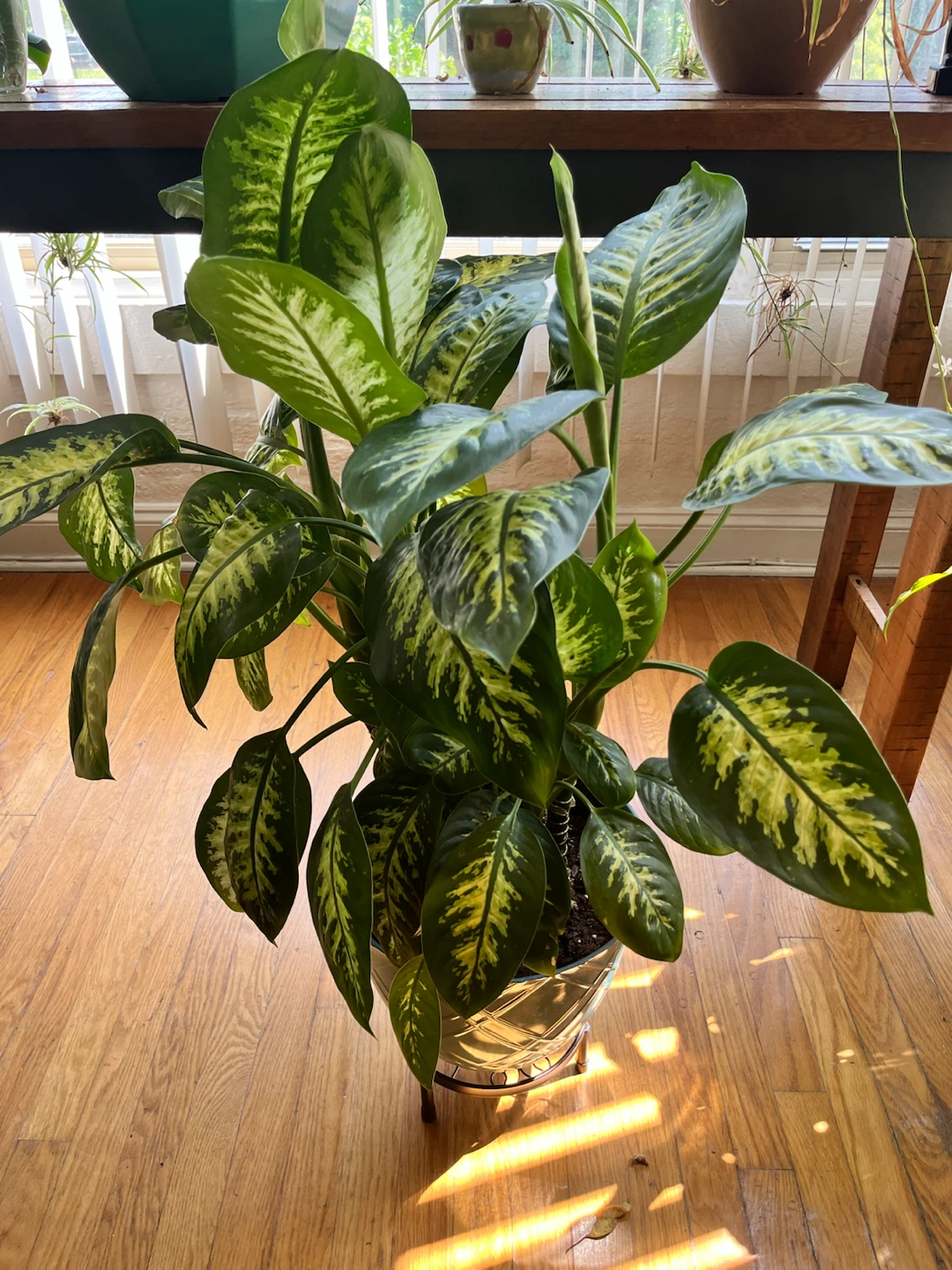 Large & Lush Dieffenbachia Plant