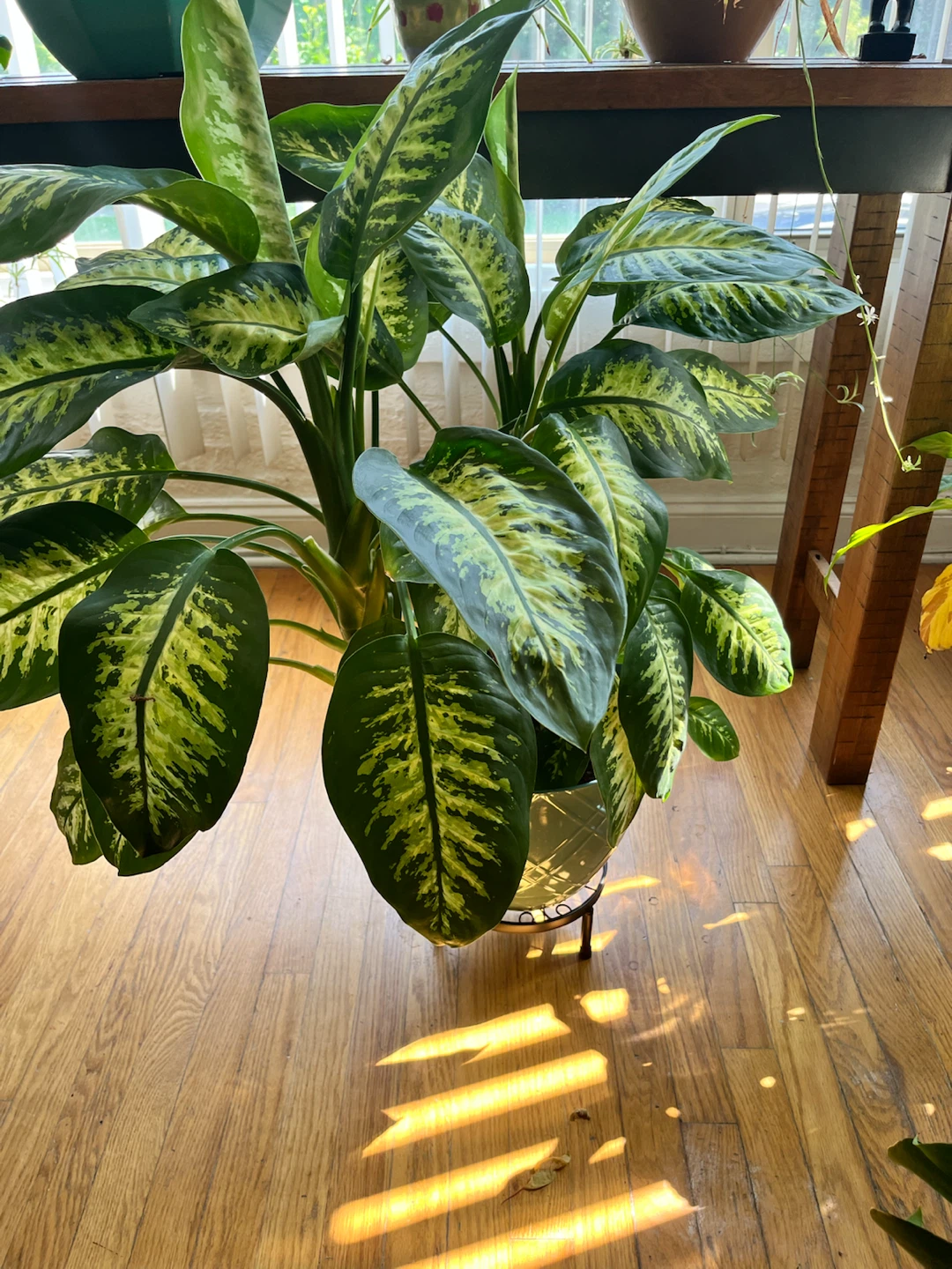 Large & Lush Dieffenbachia Plant - photo 2