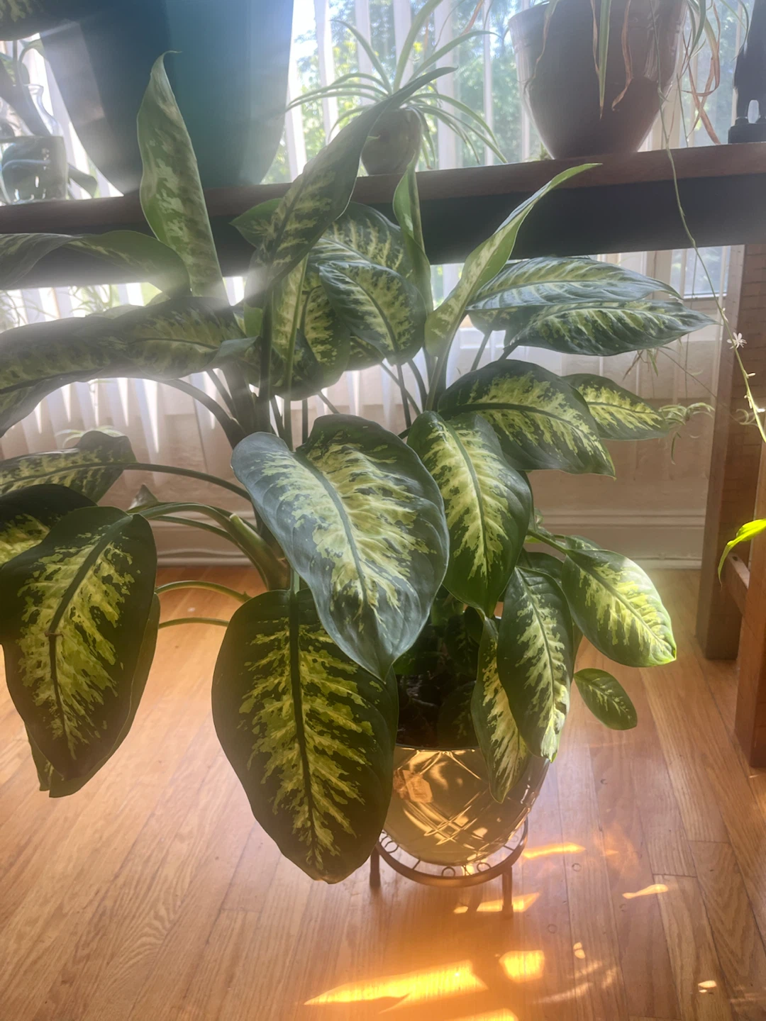 Large & Lush Dieffenbachia Plant - photo 3