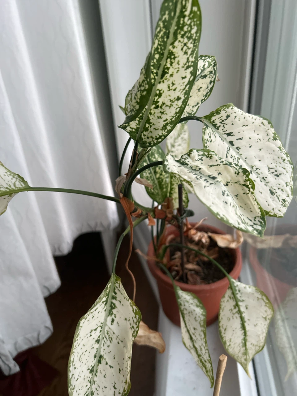 Live Plant - Spotted Dumb Cane