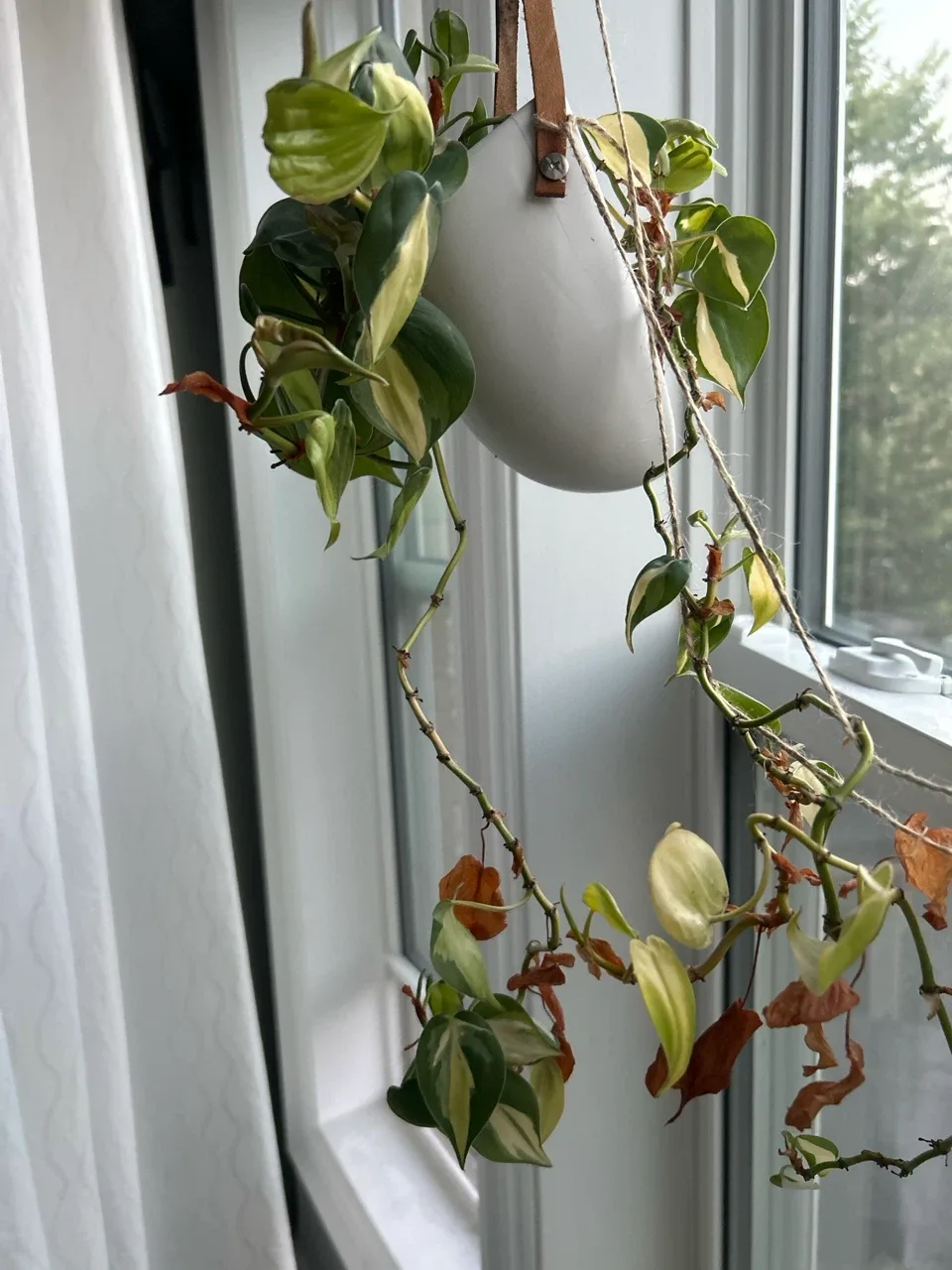 Philodendron Brasil Hanging Live Plant