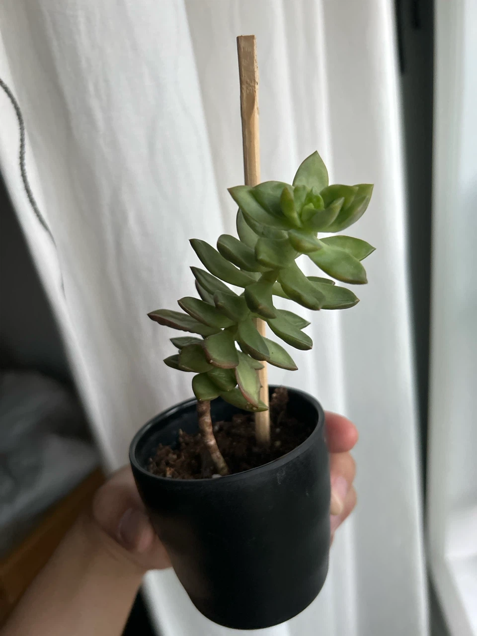 Succulent Plant in Black Pot