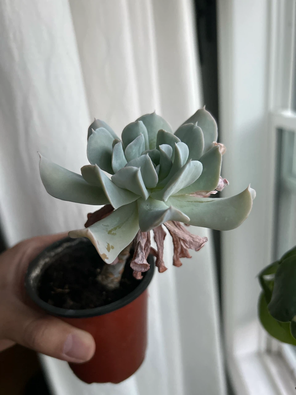 Succulent Plant