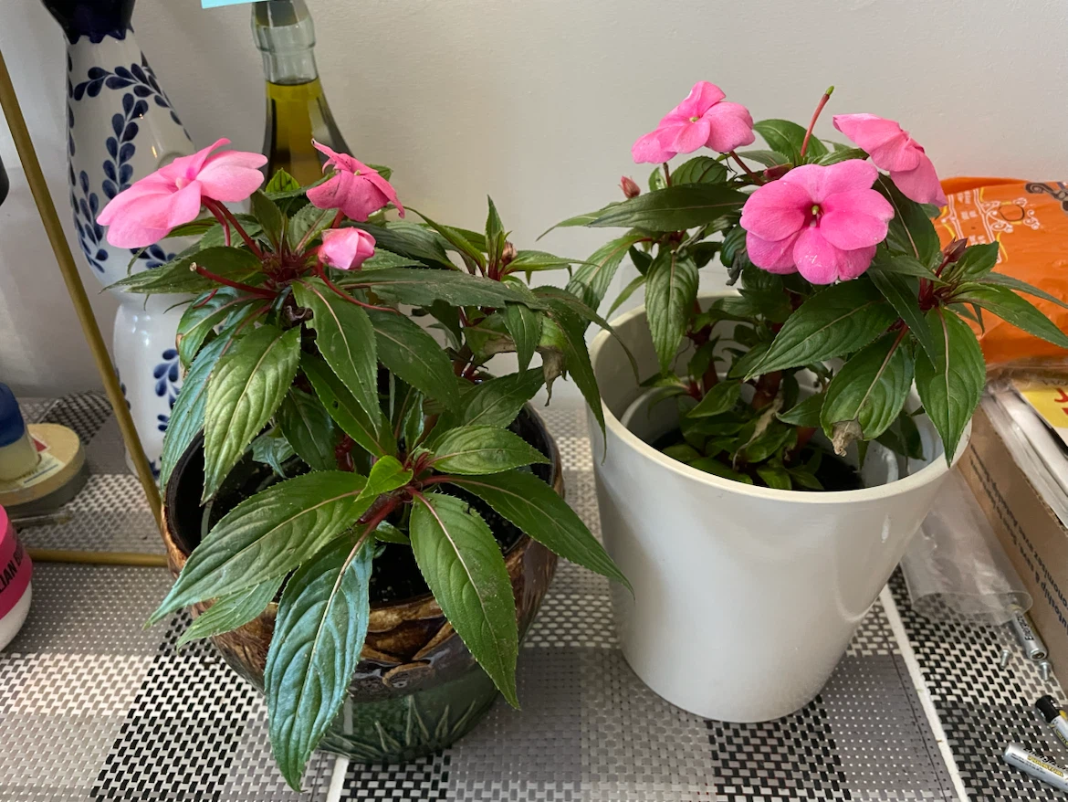 Impatiens plants with pink flowers
