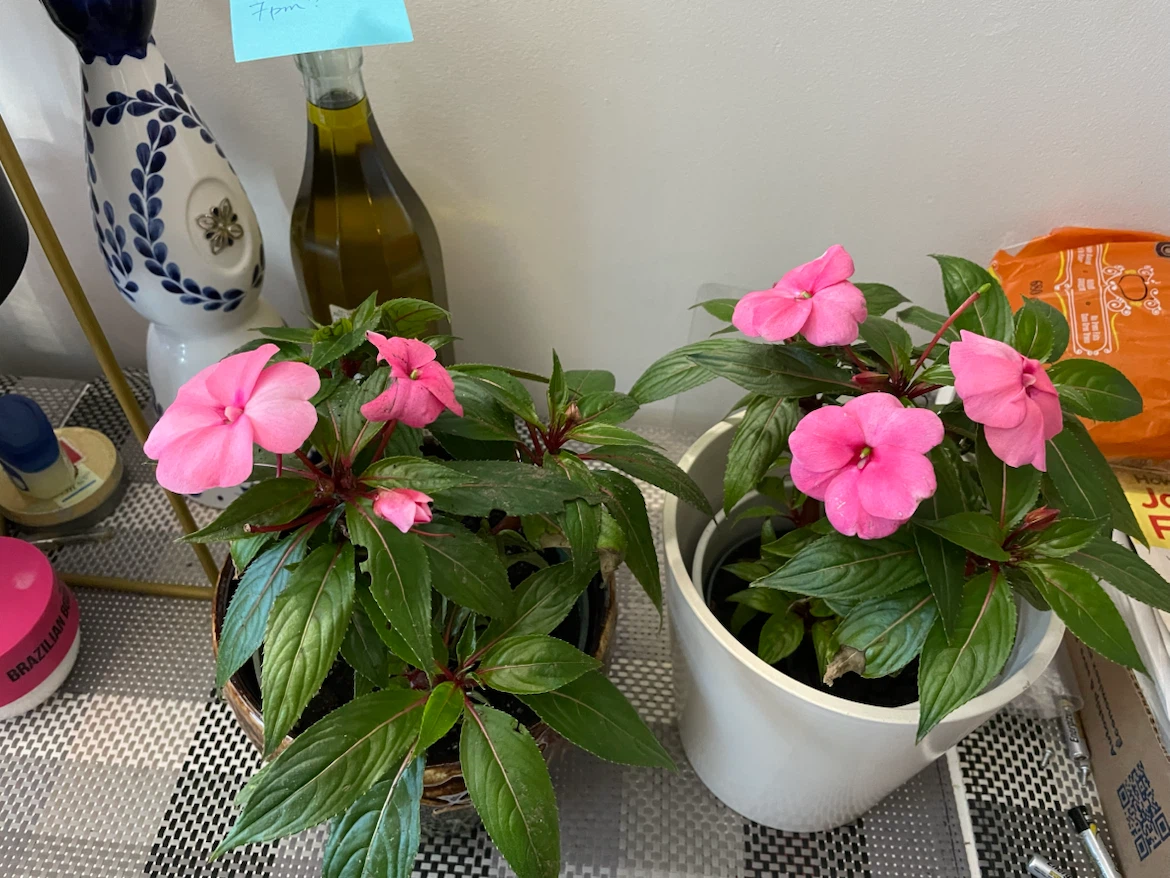 Impatiens plants with pink flowers - photo 2