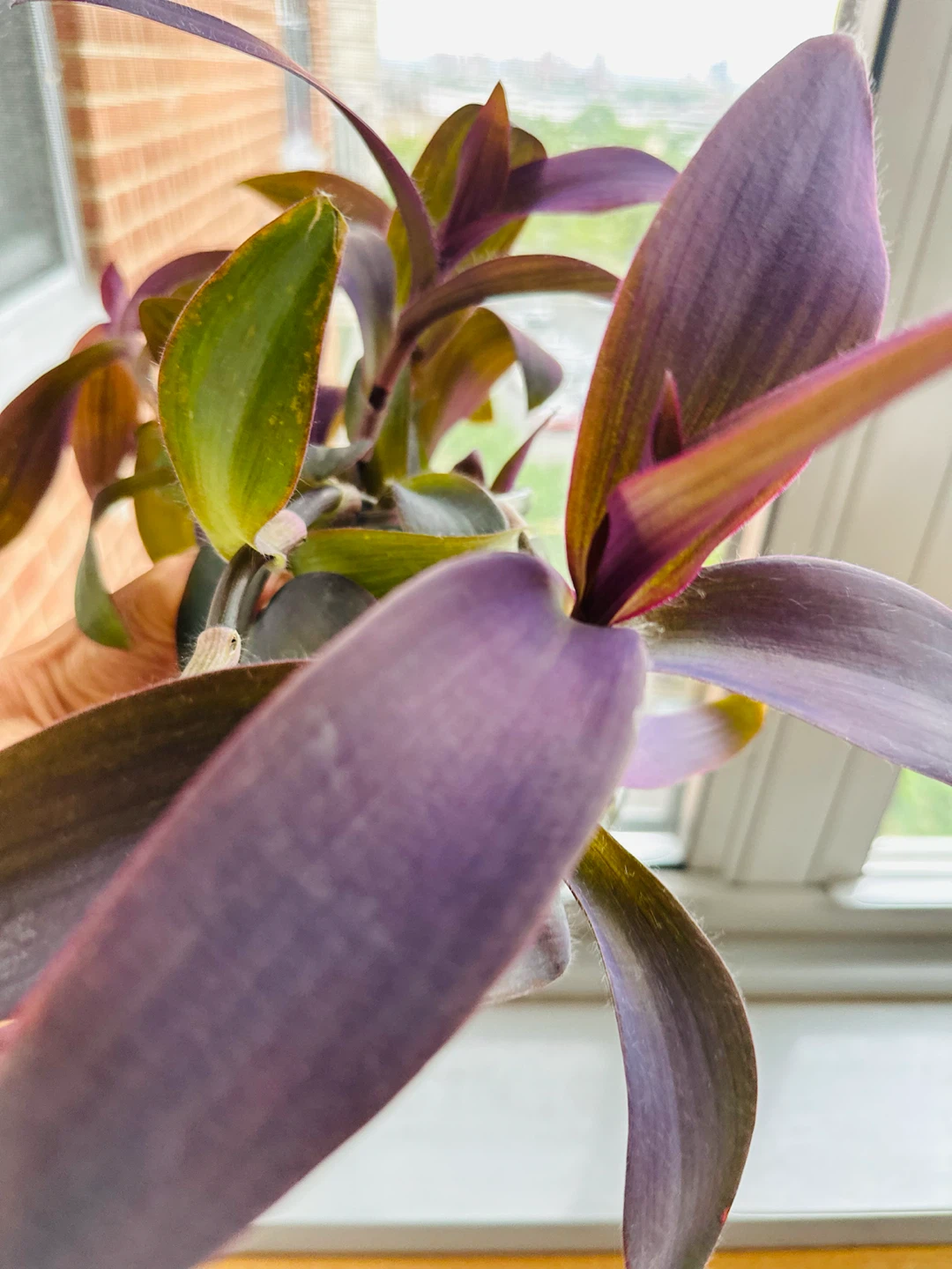 Live Plant in Glass Vase - photo 2