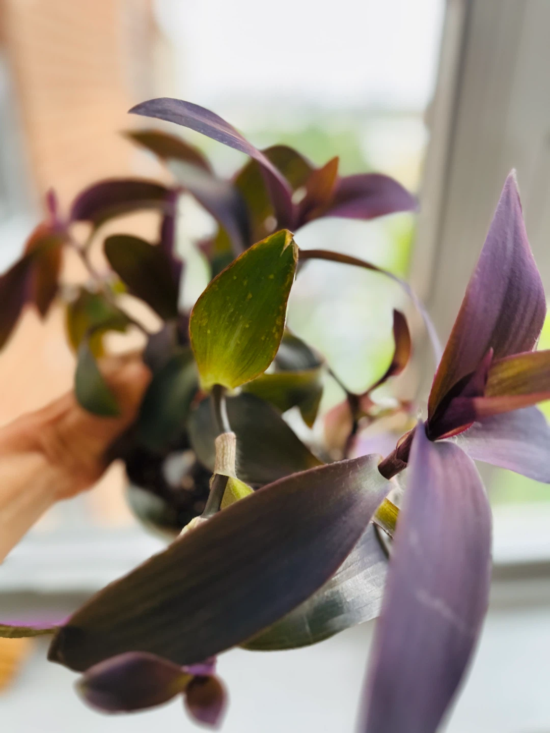Live Plant in Glass Vase - photo 3