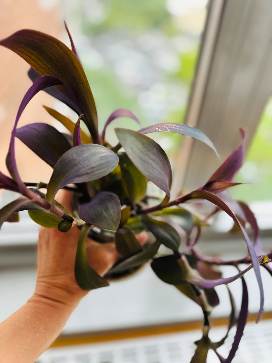 Live Plant in Glass Vase - photo 4