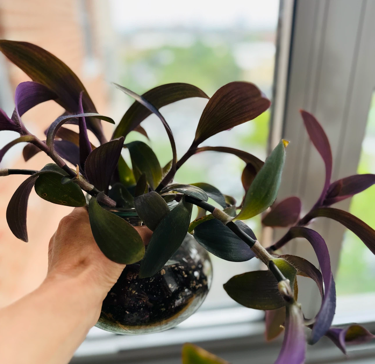 Live Plant in Glass Vase - photo 5