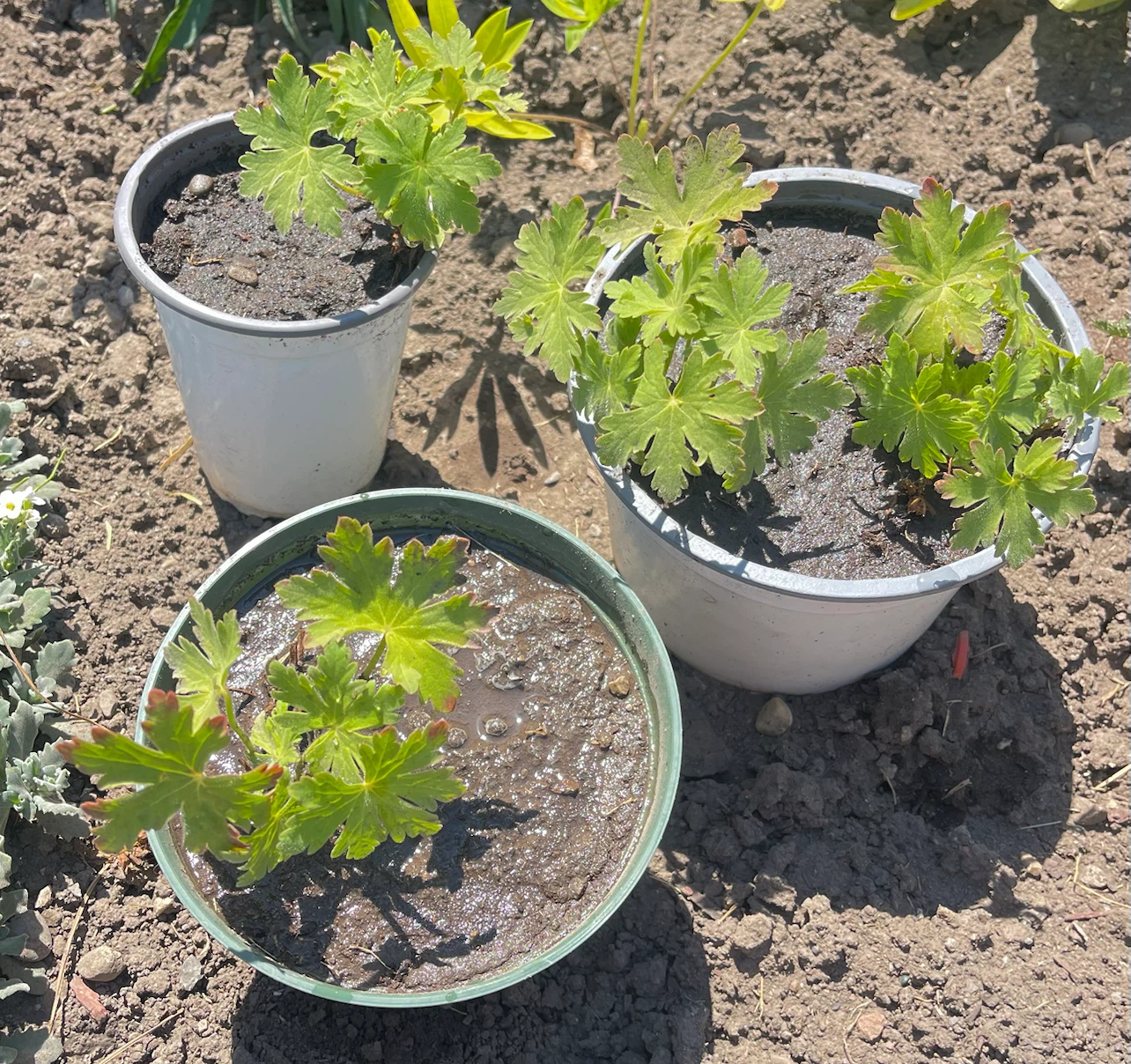 Scented Geranium potted plants