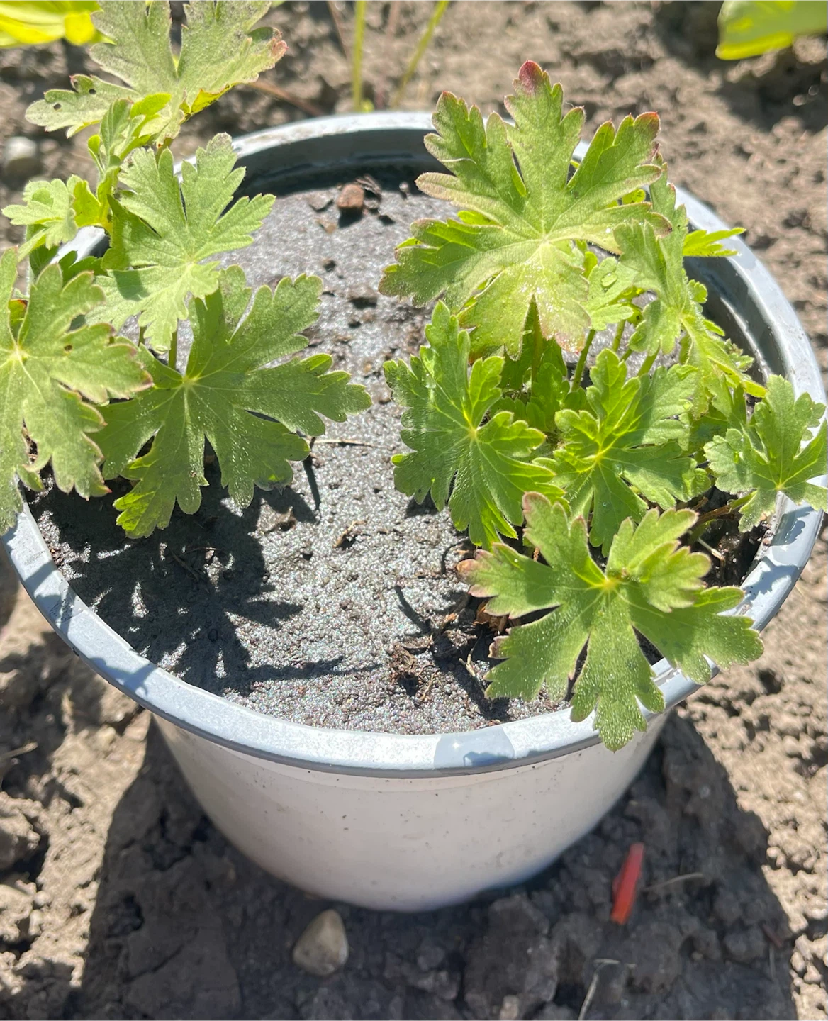 Scented Geranium potted plants - photo 2