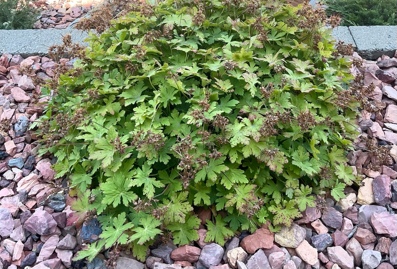 Scented Geranium potted plants - photo 3