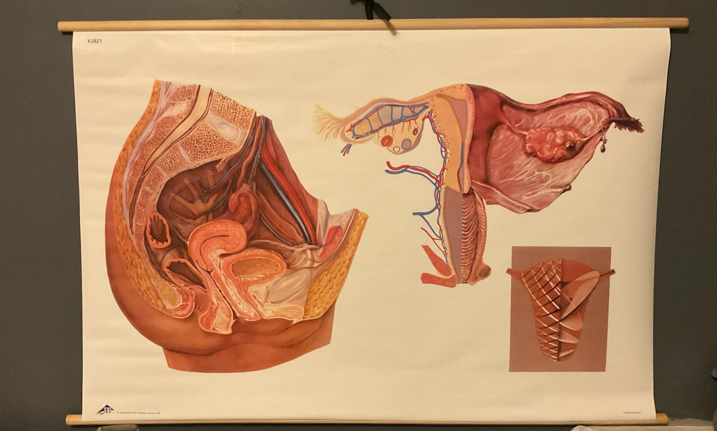 Vintage Scientific Anatomical Chart Female Reproductive System