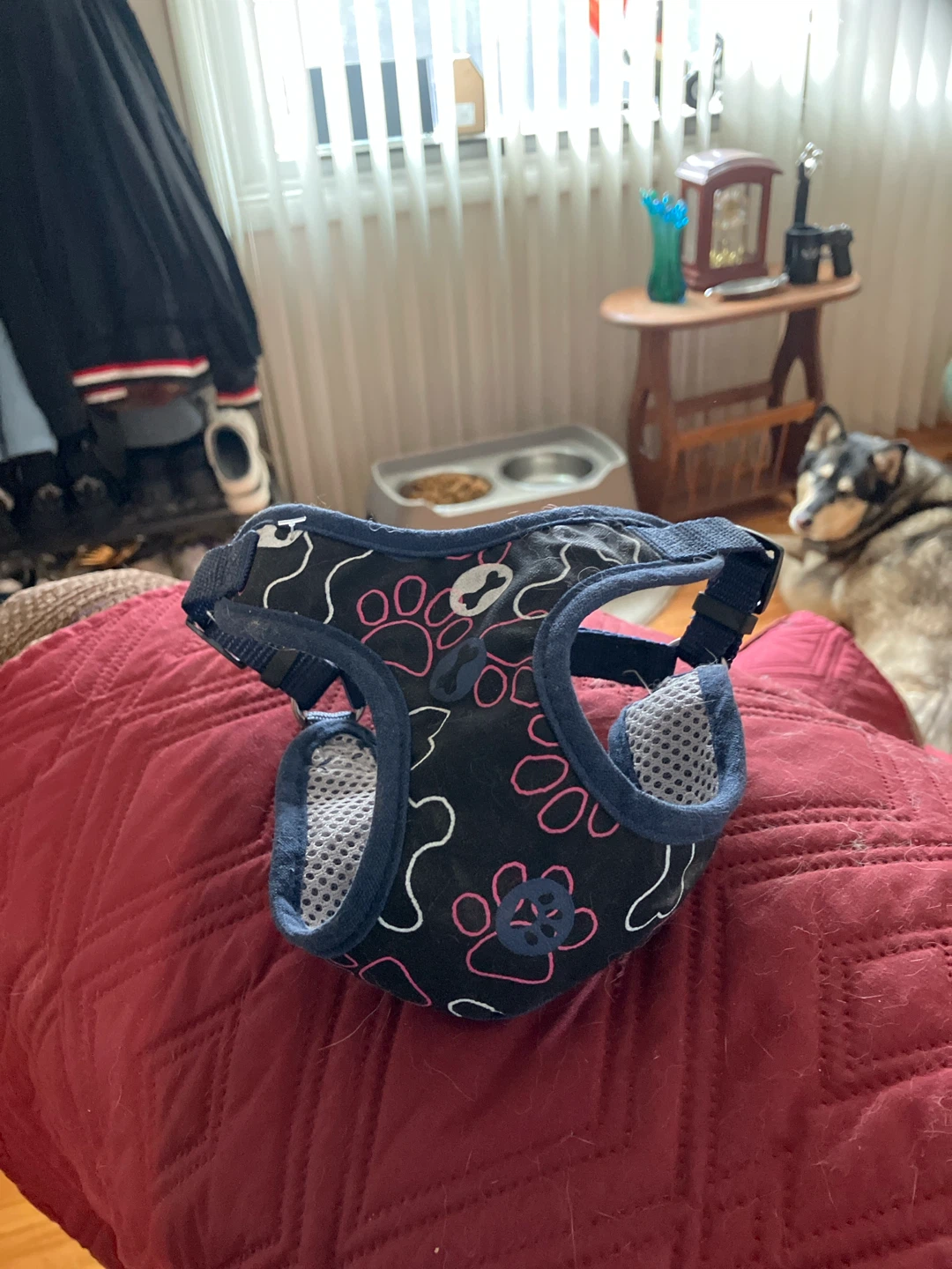 Dog Harness with Paw Print Design