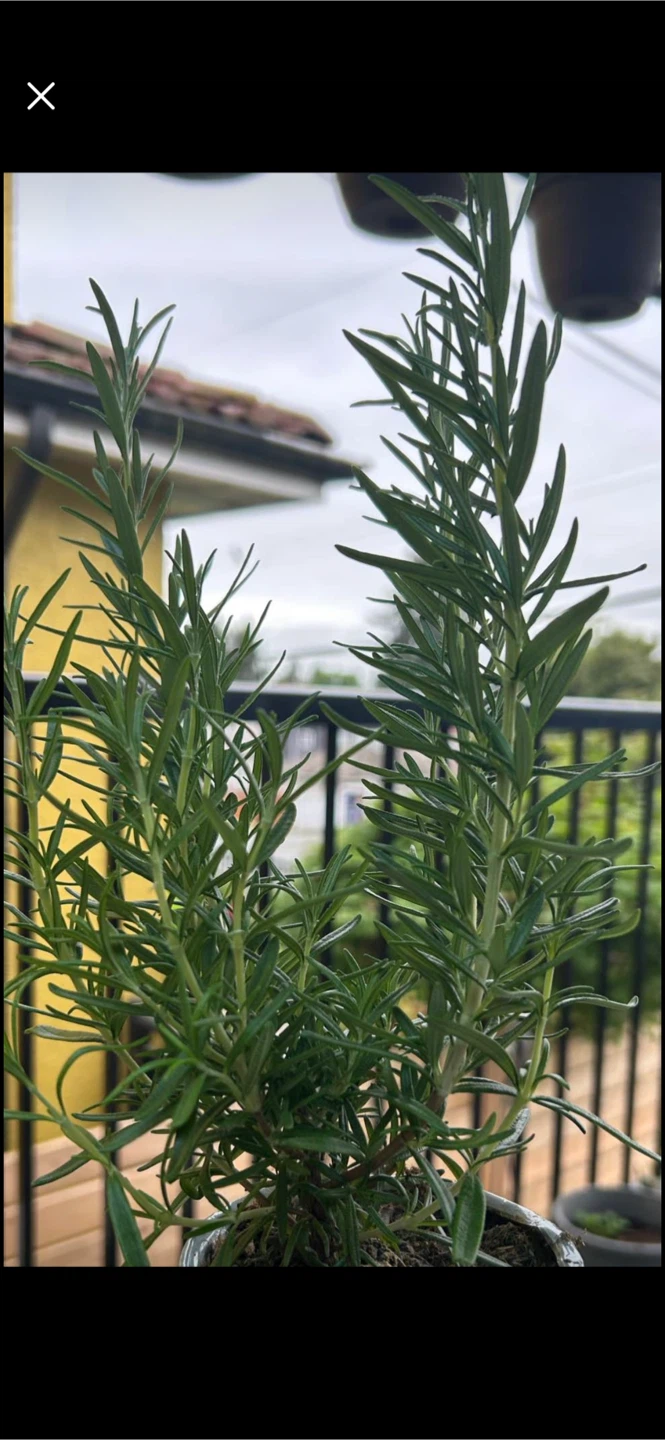 Rosemary Plant