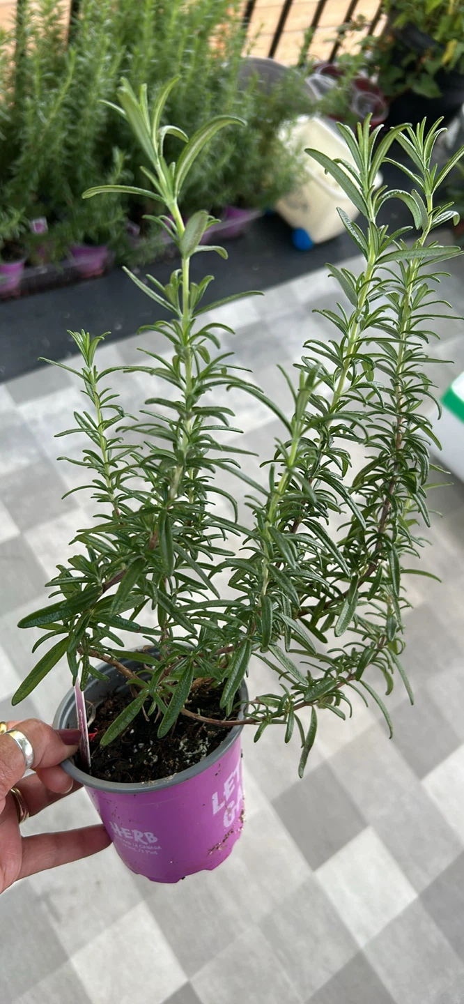 Rosemary Plant - photo 2