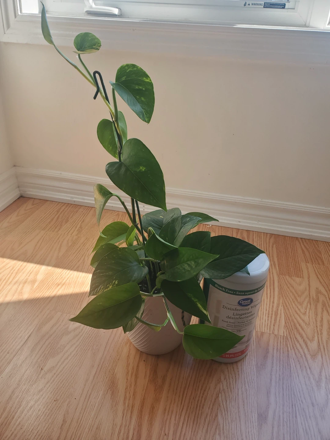Pothos Plant in White Planter