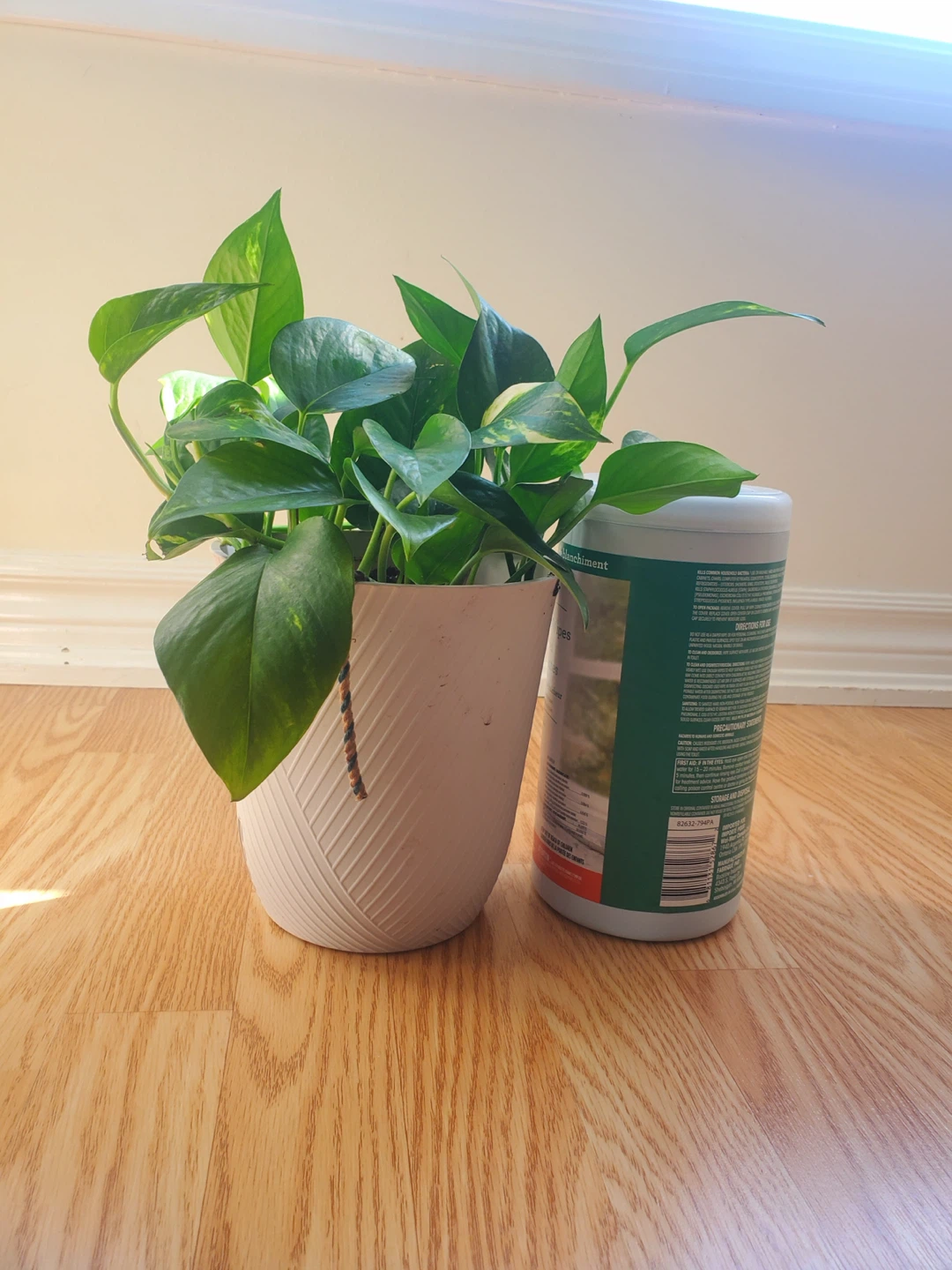 Pothos Plant in White Planter - photo 2