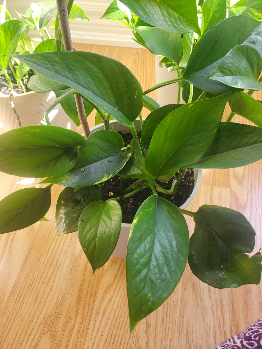 Pothos Plant in White Planter - photo 3