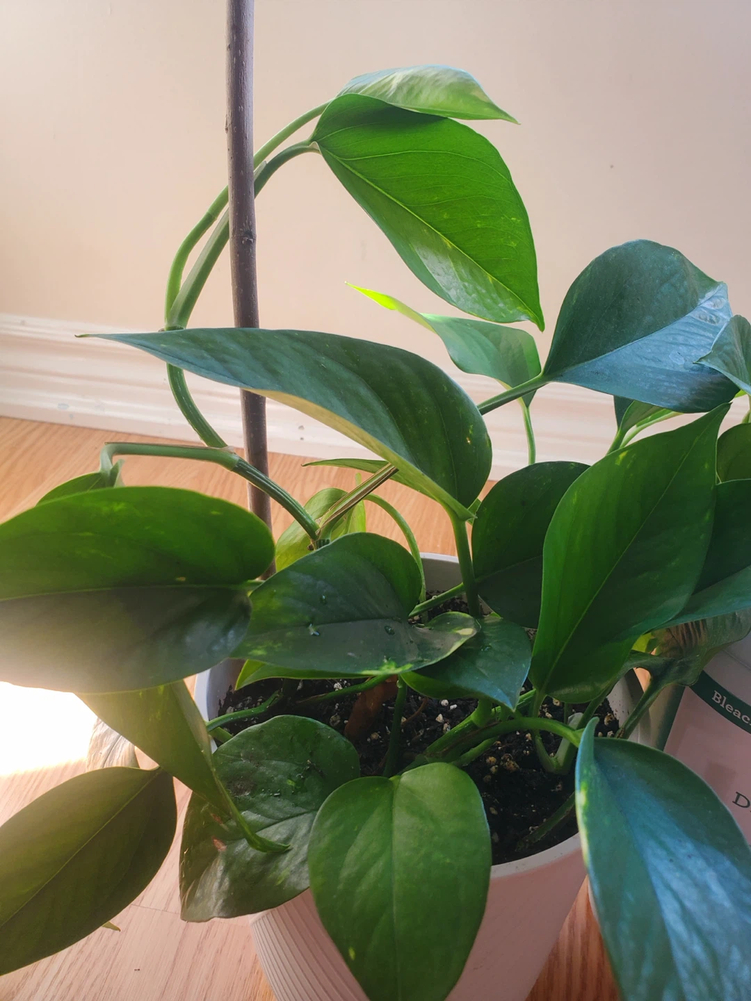 Pothos Plant in White Planter - photo 4