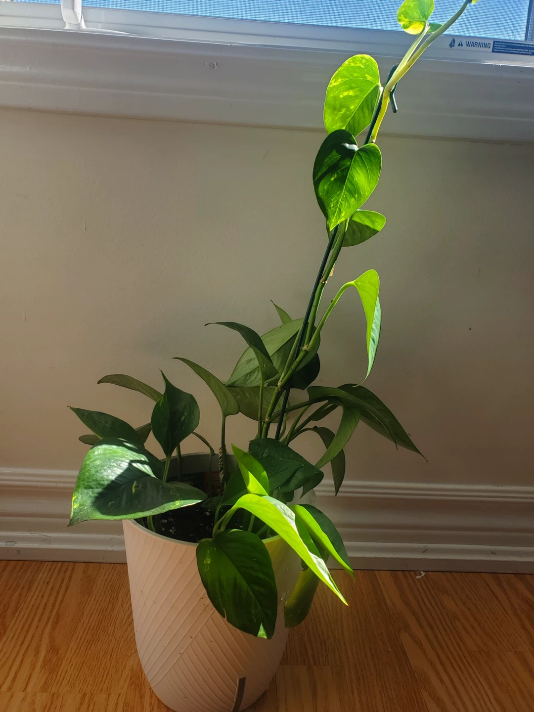 Pothos Plant in White Planter - photo 5