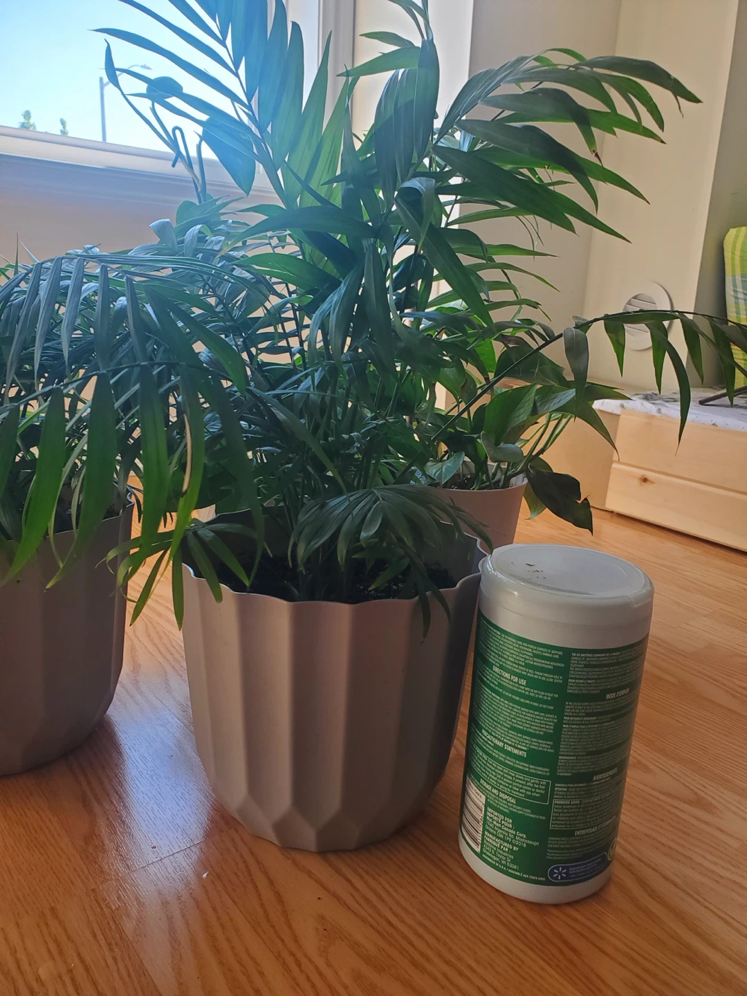 Two Potted Parlor Palms