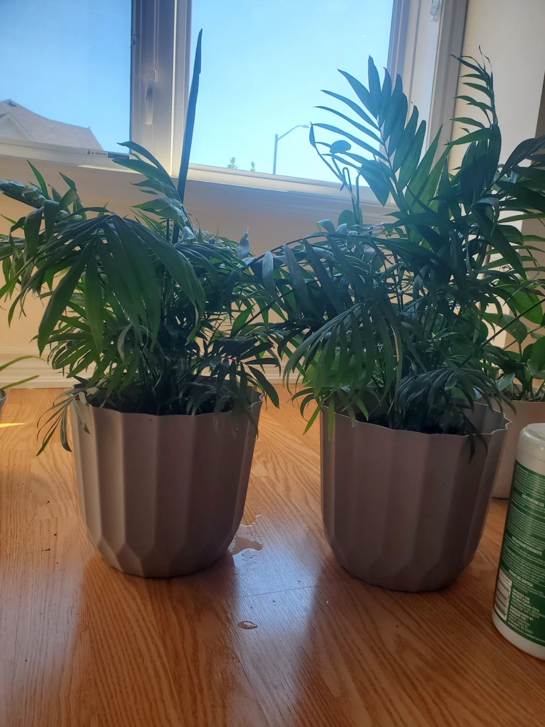 Two Potted Parlor Palms - photo 2
