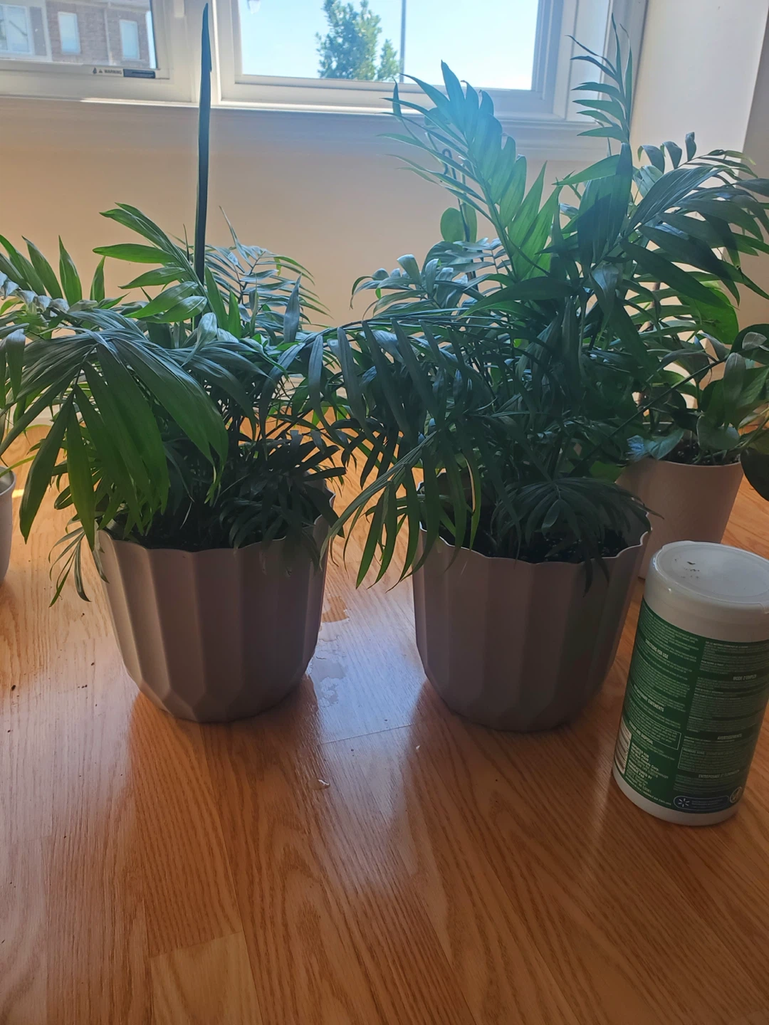 Two Potted Parlor Palms - photo 3