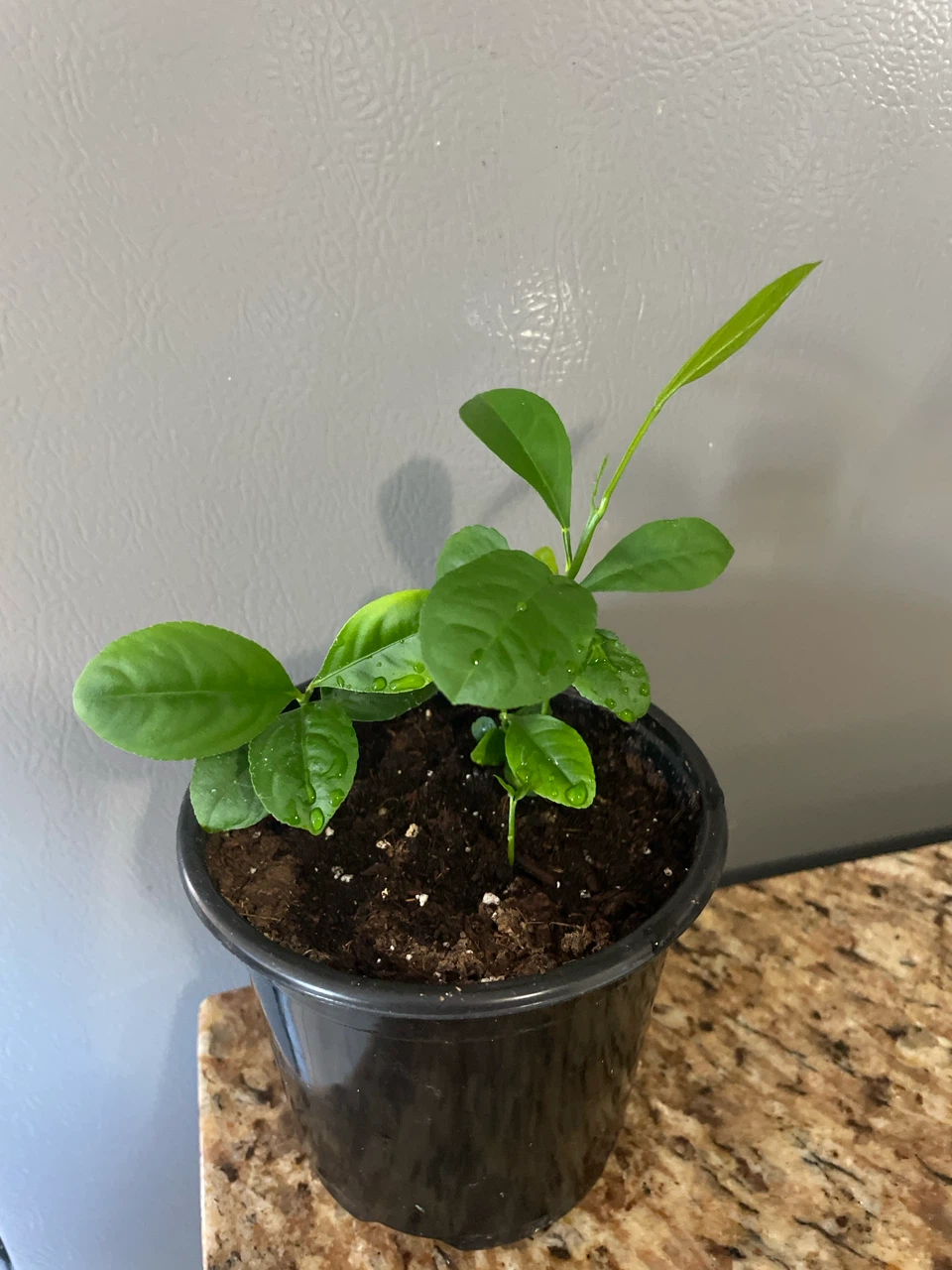 Young Citrus Plant in Pot