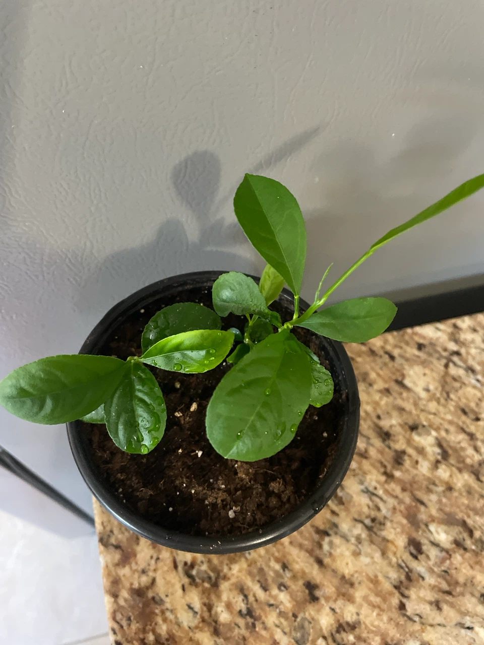 Young Citrus Plant in Pot - photo 2