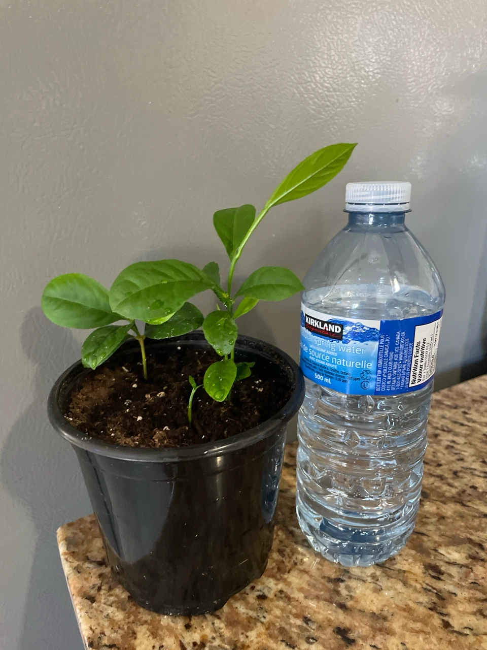 Young Citrus Plant in Pot - photo 3
