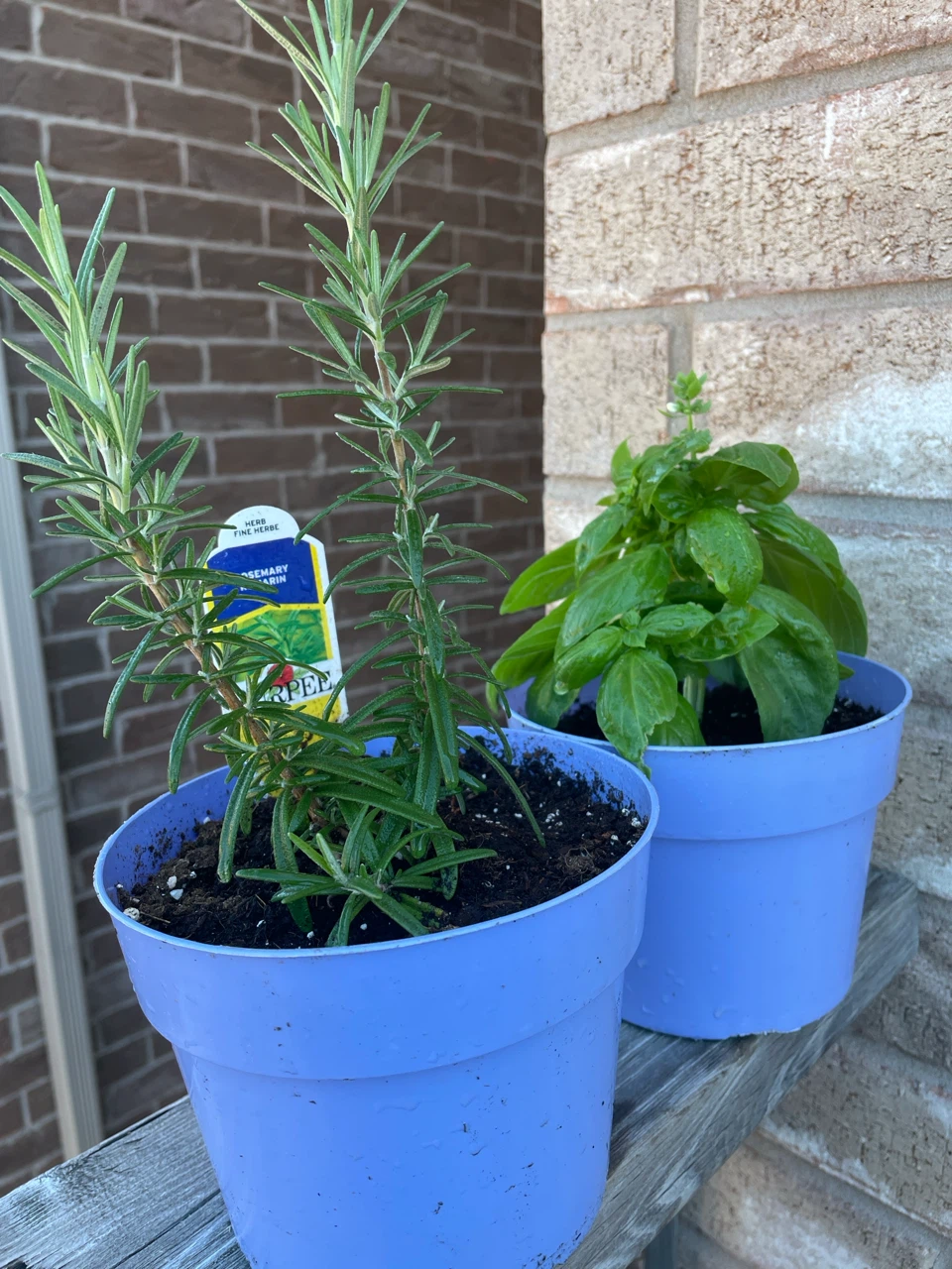 Rosemary  and basil Plant in Pot , both $12
