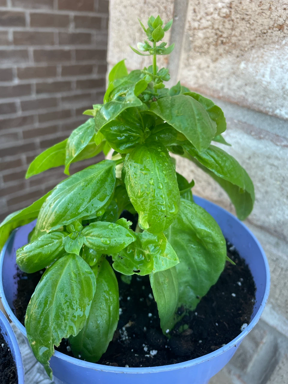 Rosemary  and basil Plant in Pot , both $12 - photo 2