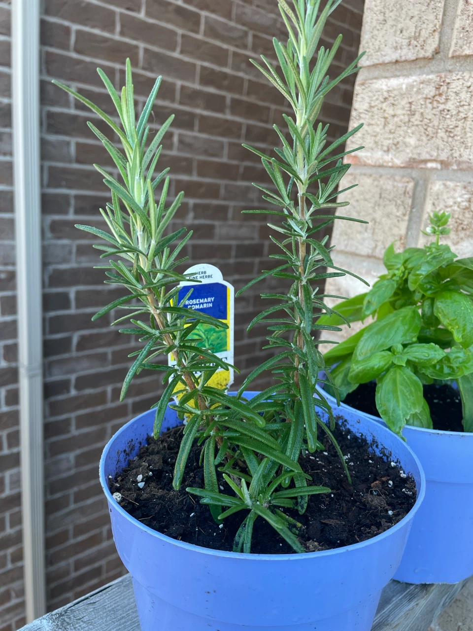 Rosemary  and basil Plant in Pot , both $12 - photo 3