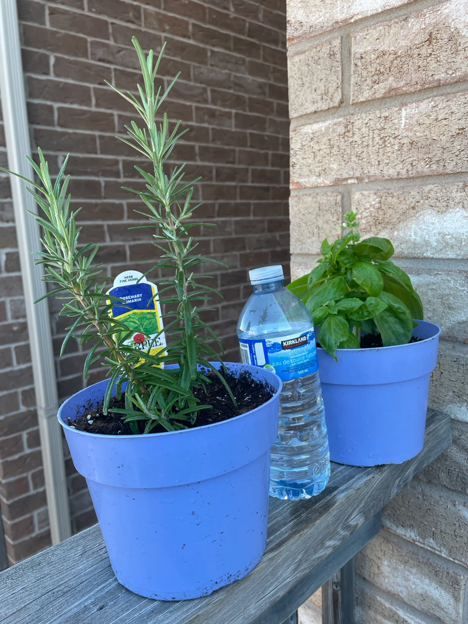 Rosemary  and basil Plant in Pot , both $12 - photo 4