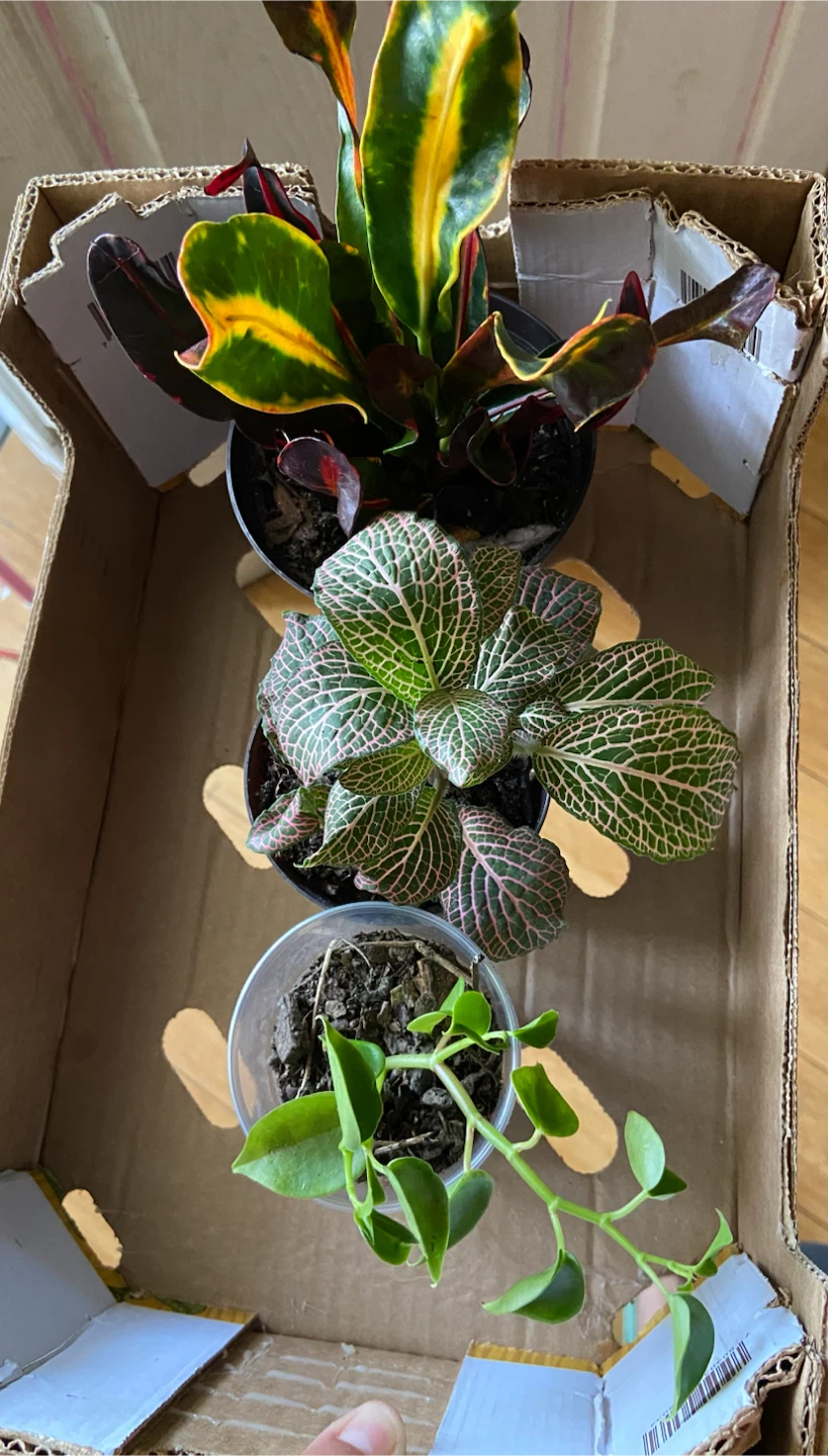 Assorted Small Potted Plants