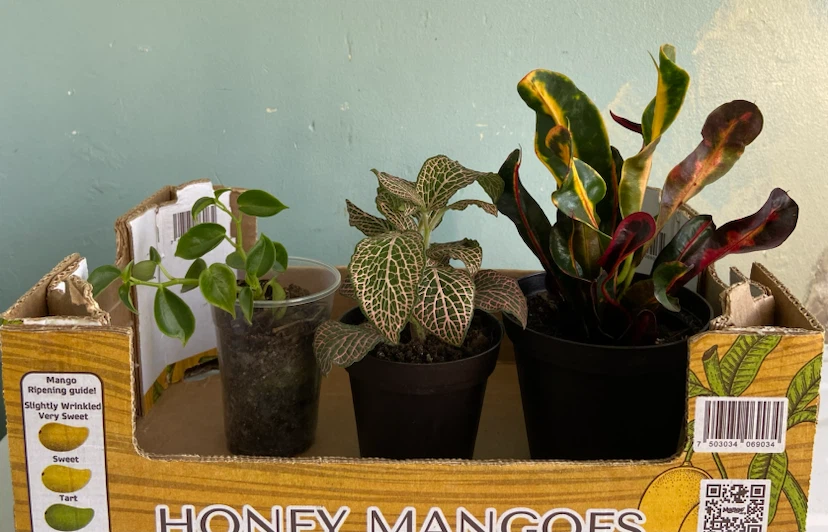 Assorted Small Potted Plants - photo 2
