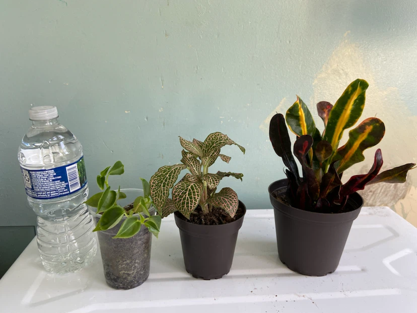 Assorted Small Potted Plants - photo 3