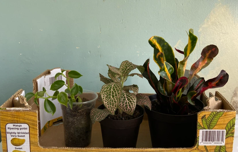 Assorted Small Potted Plants - photo 4