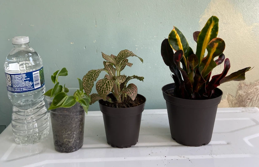 Assorted Small Potted Plants - photo 5