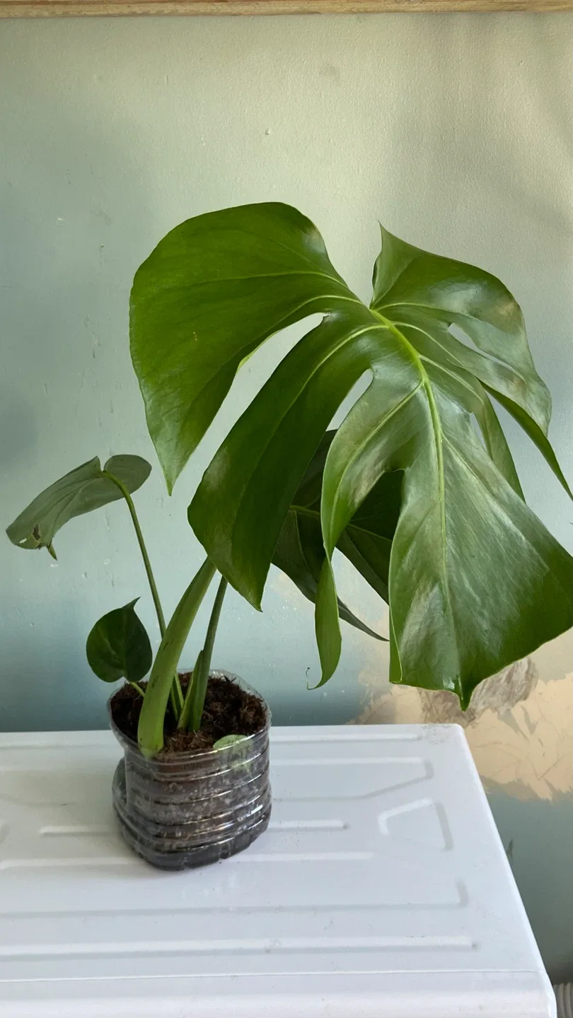 Monstera Deliciosa Plant
