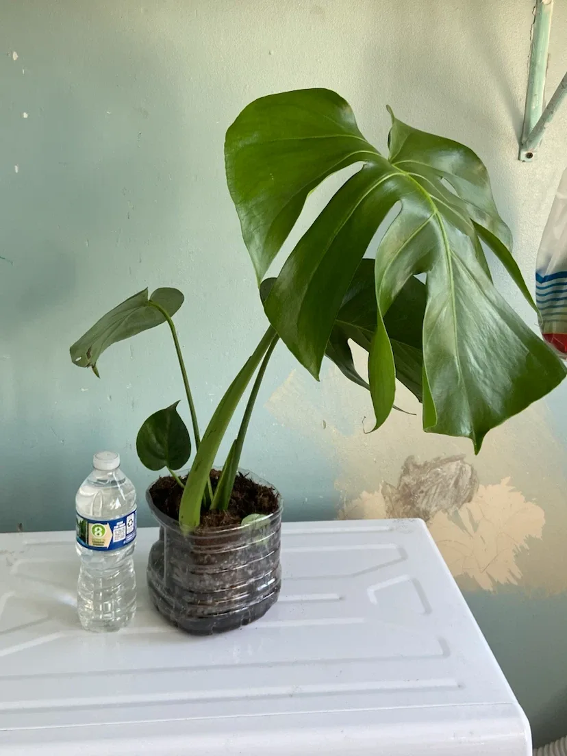 Monstera Deliciosa Plant - photo 2