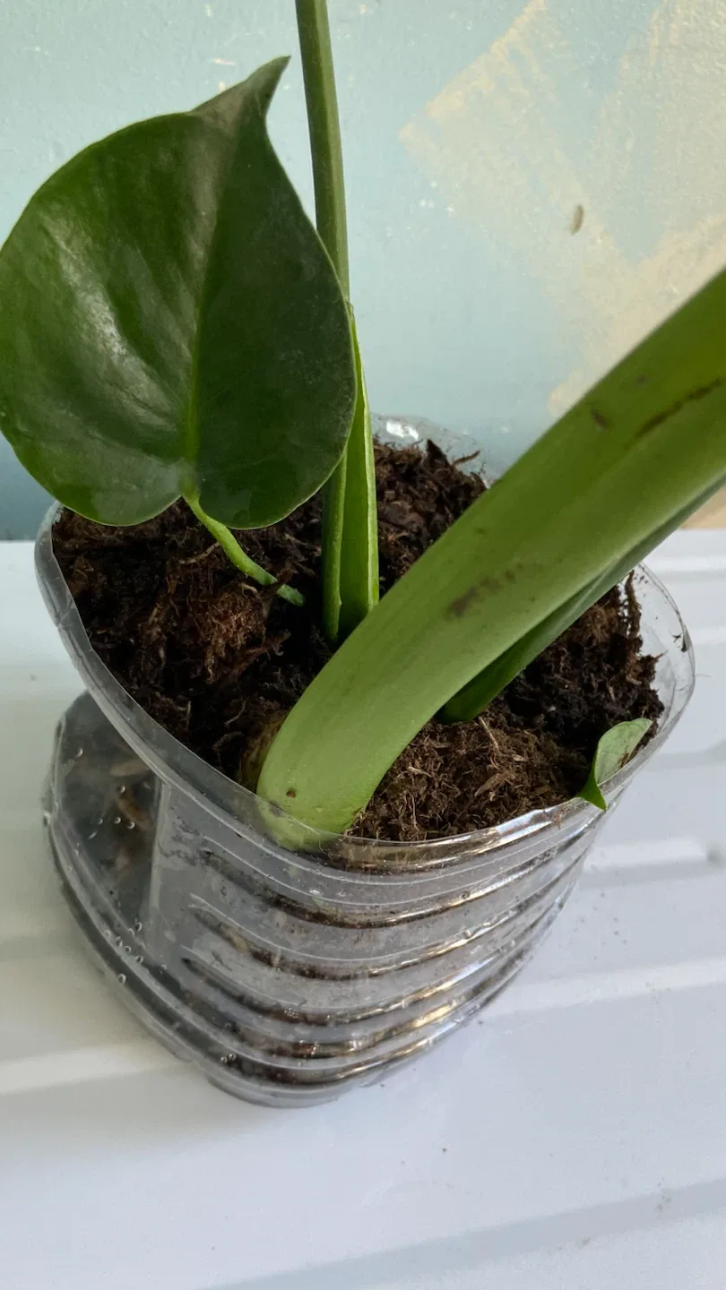 Monstera Deliciosa Plant - photo 3