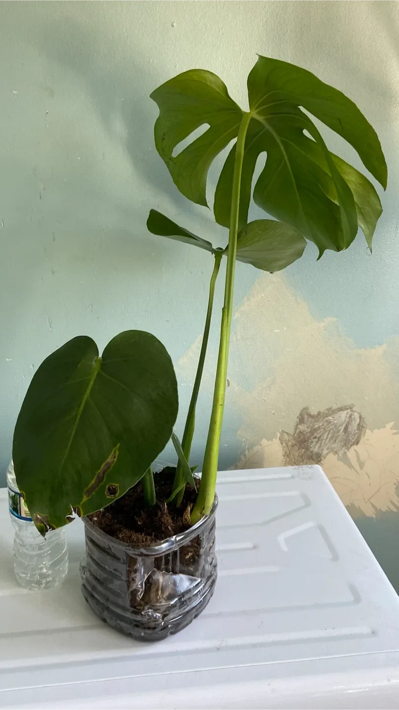 Monstera Deliciosa Plant - photo 4