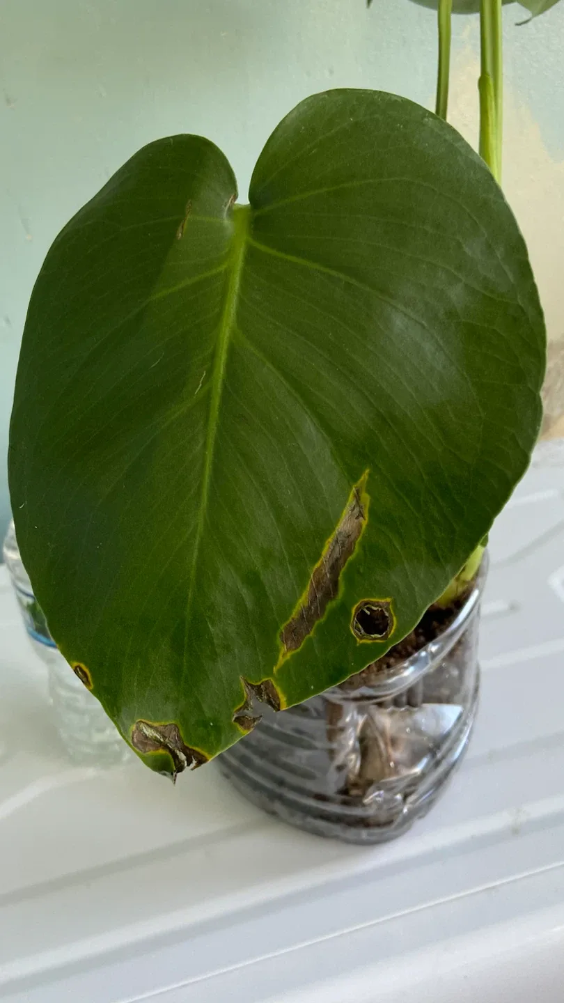 Monstera Deliciosa Plant - photo 5