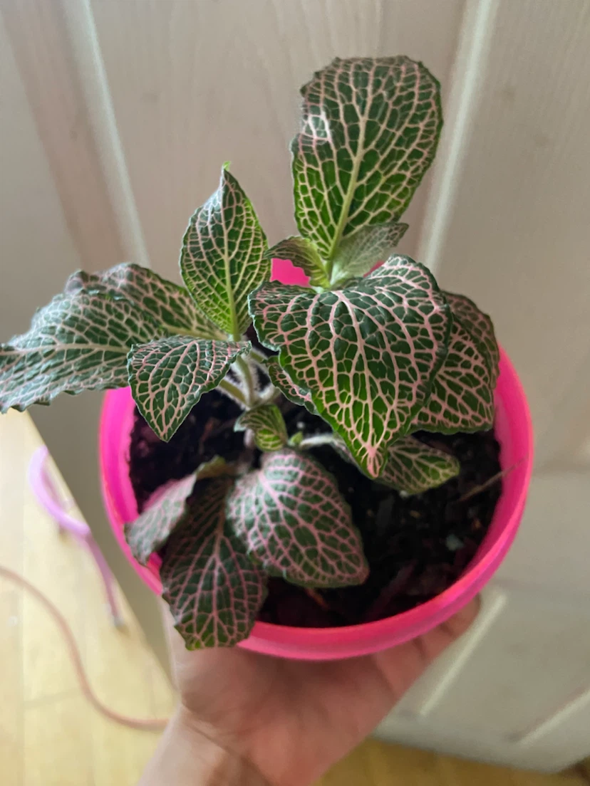 Fittonia Plant in Pink Pot