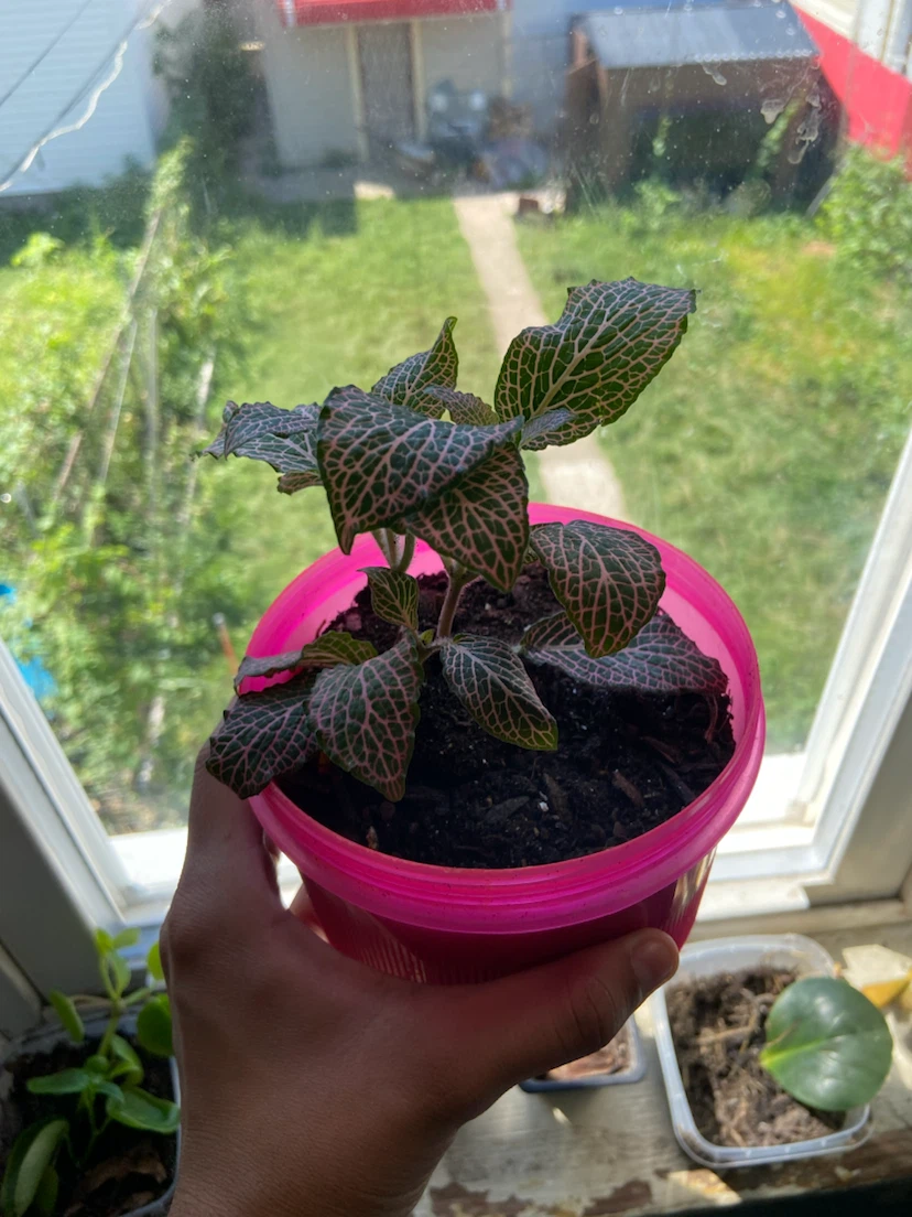 Fittonia Plant in Pink Pot - photo 2