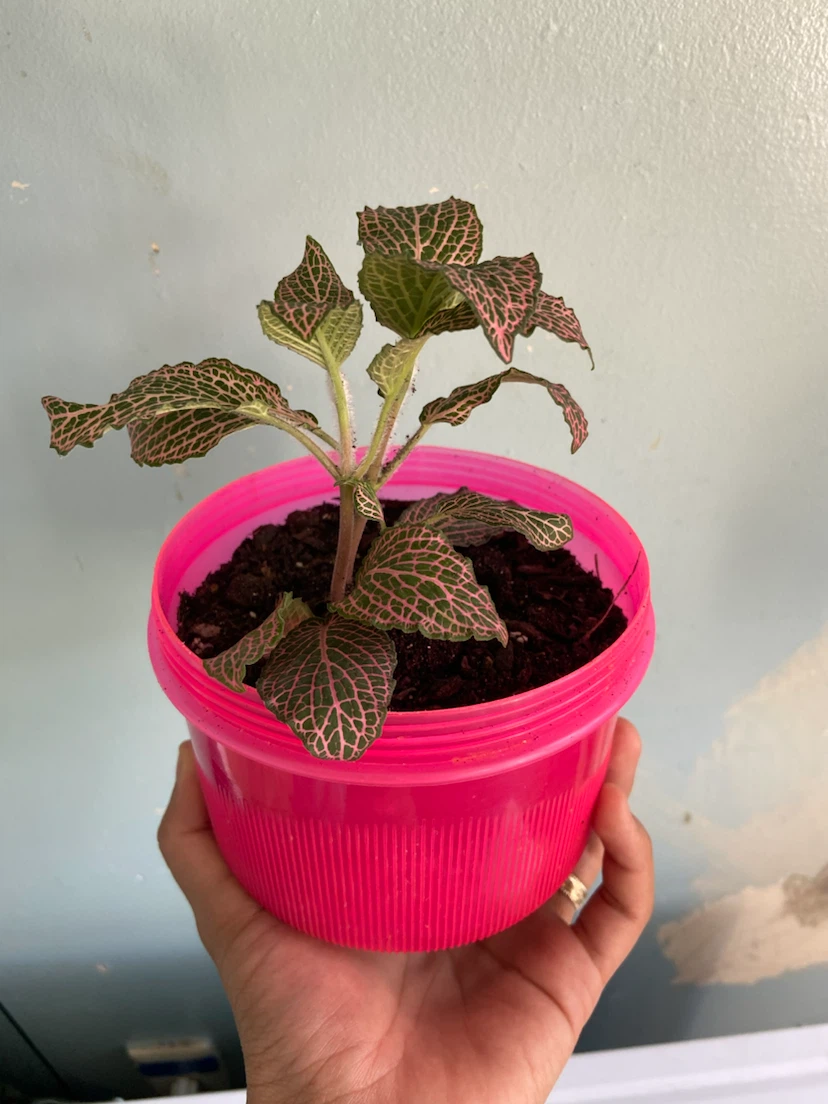 Fittonia Plant in Pink Pot - photo 3