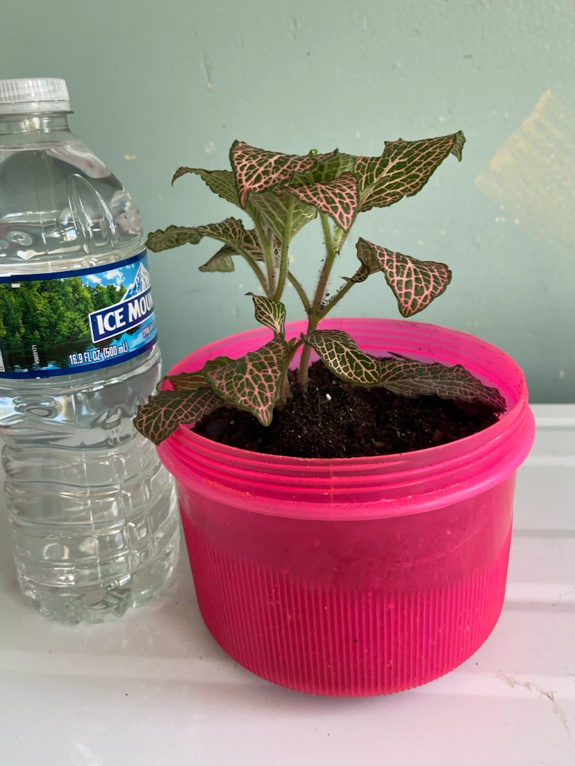 Fittonia Plant in Pink Pot - photo 4