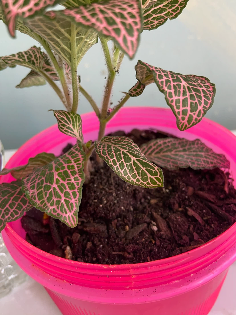 Fittonia Plant in Pink Pot - photo 5